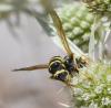 Polistes gallicus